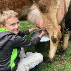 Learn the Joy of Milking Cows